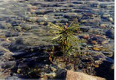 Lake Tahoe Travel Guide, Lake Tahoe California, South Lake Tahoe, Tahoe Ski Resorts