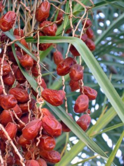 Palm Springs Dates, Date Palms, Palms Springs, Hadleys, Shields Dates, Oasis Date Garden
