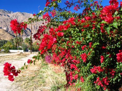 Palm Springs Travel Guide, Palm Springs, Palm Springs Travel