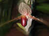 orchidAwesome.jpg (76728 bytes)
