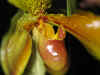 Orchid15.jpg (83329 bytes)