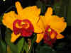 Orchid25.jpg (83376 bytes)