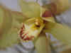 Orchid27.jpg (73032 bytes)
