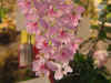 Orchid61.jpg (100963 bytes)