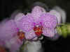 orchid3.jpg (100860 bytes)