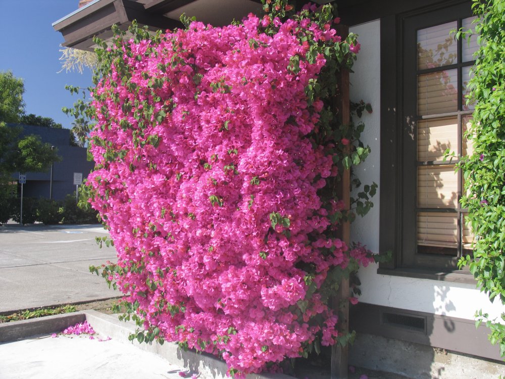 Bougainvillea next to Bougainvillea next to