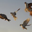 Pigeons in the early morning light coming in for a landing