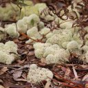 Interesting swamp floor lichen in the Hugh S. Branyon Back Country Trail