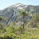 Alaska-Inside-Passage-Juneau-Sitka-Glacier-88