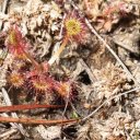 alaska-carnivore-plants