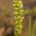 A closeup of a Bog Orchid - growing along the banks of the great Yukon River