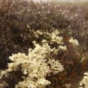 Neat looking lichen at Finger Rock, just south of the Arctic Circle along the Dalton Highway