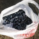 Wild-Alaskan-Blueberries-freshly-picked