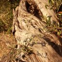 Knarled old olive trunk