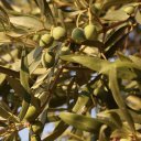 Olives in the Albanian mountains