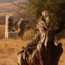 Ancient. Ruins. Olive. Culture. History