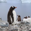 antarctica-oceanwide-expeditions-256