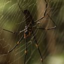 daintree-rainforest-9