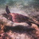 sea-tortoise