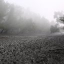 The mists and mud of the Sundarbans