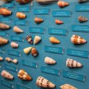 One of the world\'s greatest shell collections