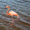bonaire-flamingo
