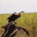 Bird, Chobe National Park