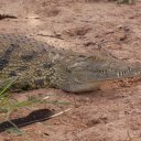 Gator resting along the bank of the Chobe River