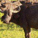 Cape Buffalo