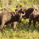 Herd of Cape Buffalo