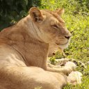 Chobe Lion