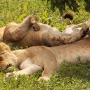 Resting Lions