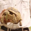 Large tortoise