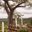 Baobab Tree Ngoma Safari Lodge