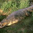 A massive croc suns itself along the banks of the Chobe River