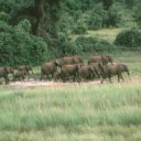 A herd of female elehants and calves roams the Chobe plain