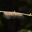 Caterpillar crossing the trail