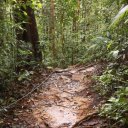 Typical rainforest trail