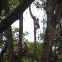 Proboscis monkey in their natural habitat, the Mangrove Swamps