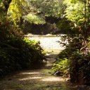 Bucolic rainforest view