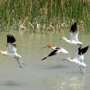 california-avocets1