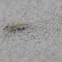 dune-bug