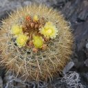 goler-wash-barrel-cactus_0