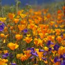 poppies-southern-california-2