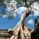 Angkor-Crooked-Tree