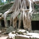 Angkor-Tree-Roots