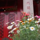 Flowers-next-to-temple