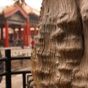Old Tree with temple in the background - Beijing