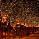Countless-little-christmas-lights-twinkle-among-the-trees-in-downtown-Denver
