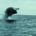 Ballenas saltando (whales jumping) in Puerto Lopez